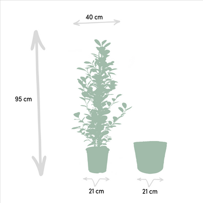 Ficus microcarpa Moclame - Ø21cm - ↕95cm + Korb Igmar - Pflanzfix24