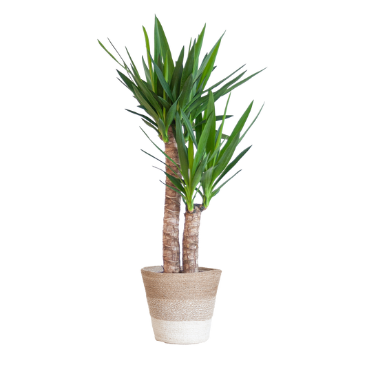 Yucca Elephantipes 90cm mit weißem Korb - pflanzfix24