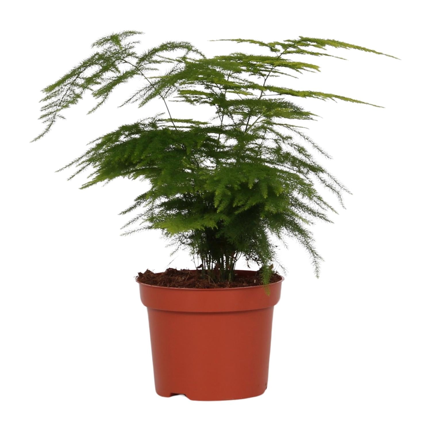 Asparagus Setaceus 'Plumosus' - Ø12cm - ↕35cm - Pflanzfix24.de - Pflanzfix24.de