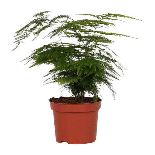 Asparagus Setaceus 'Plumosus' - Ø12cm - ↕35cm - Pflanzfix24.de - Pflanzfix24.de