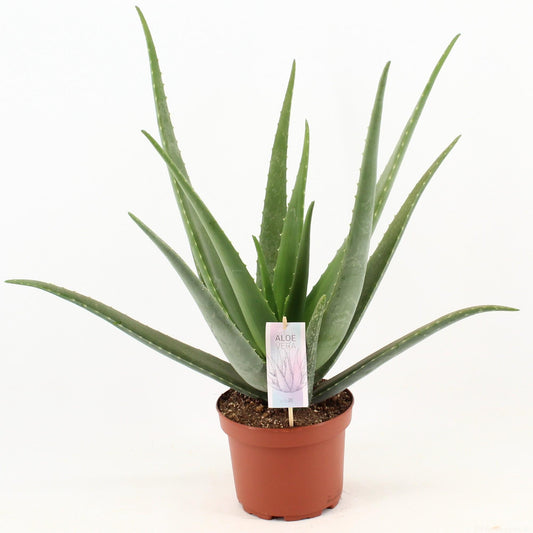 Aloe Vera - Ø19cm - ↕70cm bei Pflanzfix24