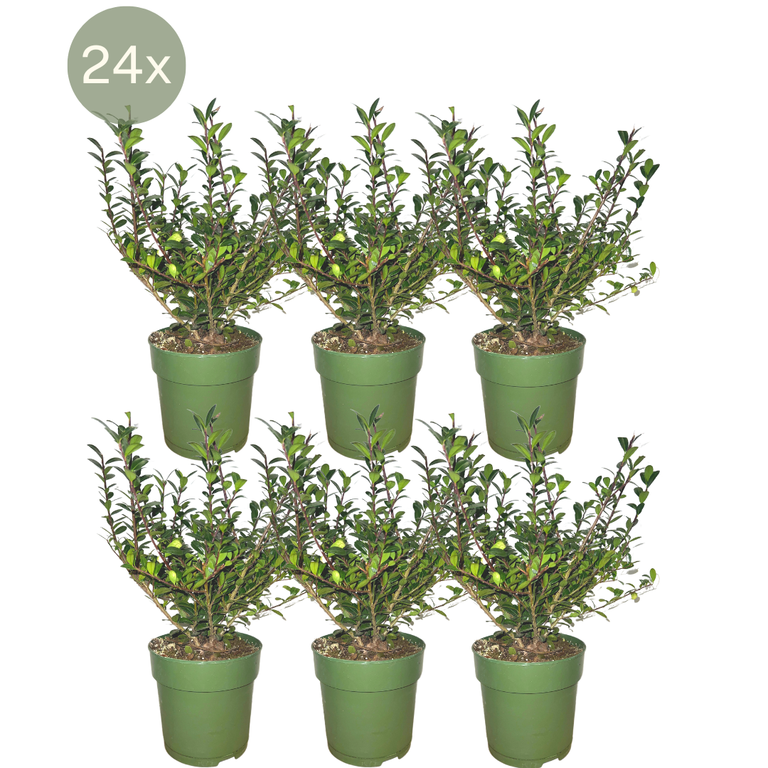 Ilex crenata 'Jenny'® 1m Hecken-Set 6 Pflanzen – Pflanzfix24.de - Pflanzfix24.de