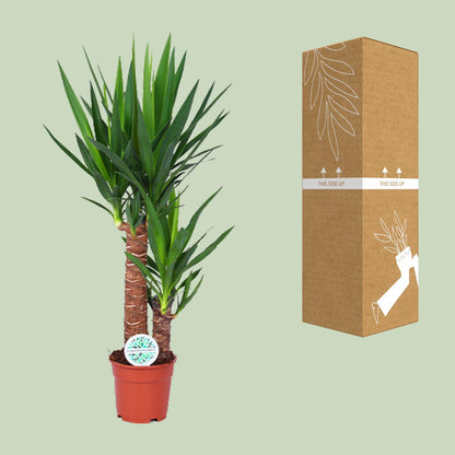 Yucca Pflanze Ø17cm – 80cm hoch | Pflanzfix24.de - Pflanzfix24.de