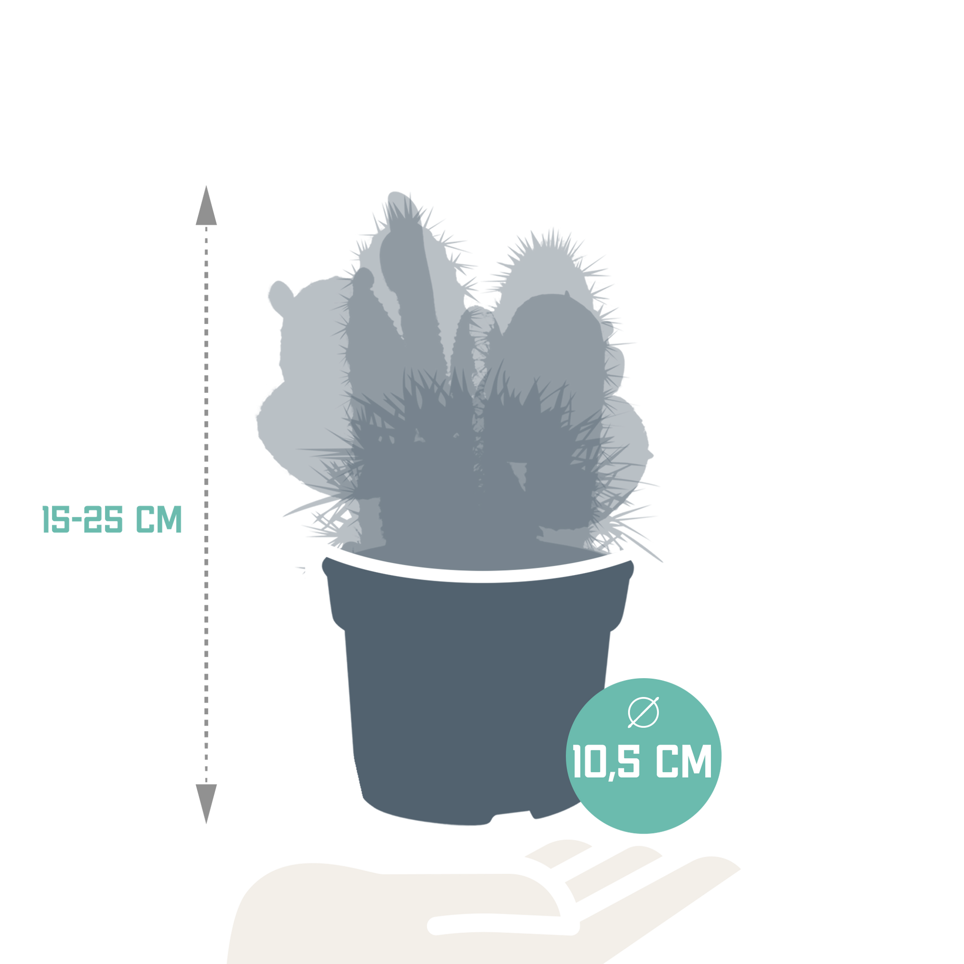 Kakteenmischung 10,5 cm - 3x - 12cm zonder pot - Pflanzfix24.de - Pflanzfix24.de