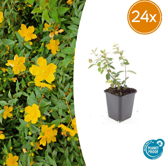 24x Hypericum dummeri 'Peter Dummer' - ↕10-25cm - Ø9cm von Pflanzfix24
