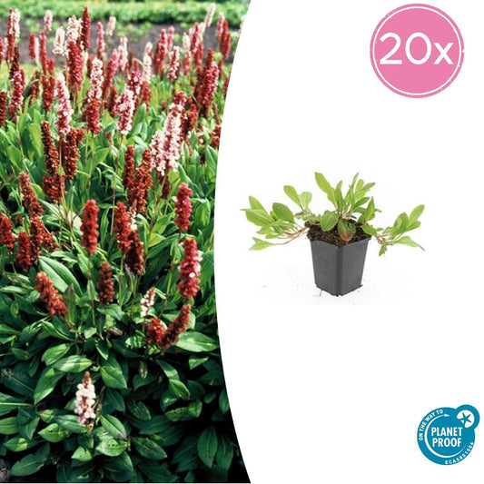 20x Persicaria aff. 'Darjeeling Red' - ↕10-25cm - Ø9cm - Pflanzfix24.de - Pflanzfix24.de