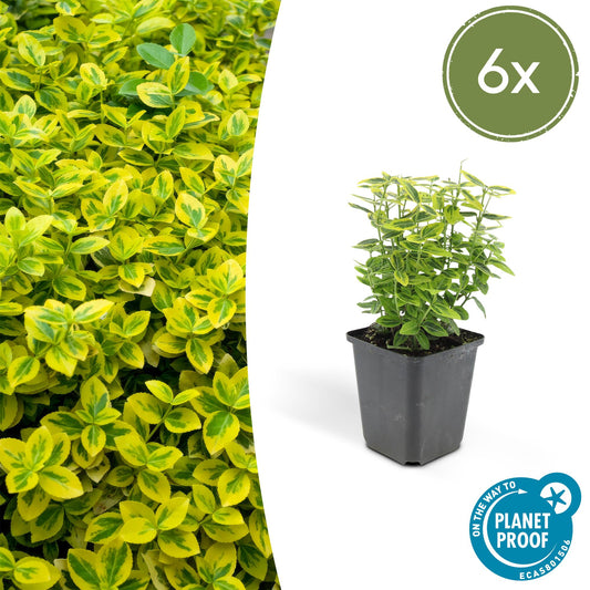 6x Euonymus fort. 'Emerald 'n Gold’ - ↕10-25cm - Ø9cm - Pflanzfix24.de - Pflanzfix24.de