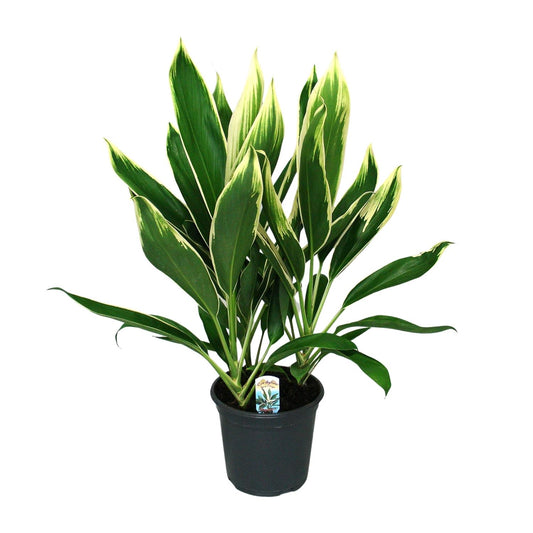 Cordyline New Conga - Ø19cm - ↕60cm von Pflanzfix24