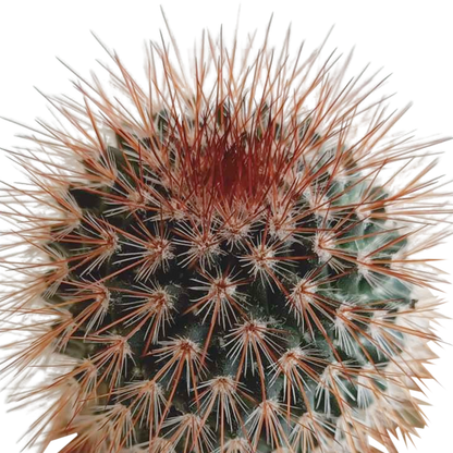 Kakteenmischung 5,5 cm - 5x - in Mexicaanse pot - Pflanzfix24.de - Pflanzfix24.de