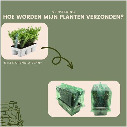 24x Ilex crenata 'Jenny' - 24 x Ø7 cm - pflanzfix24