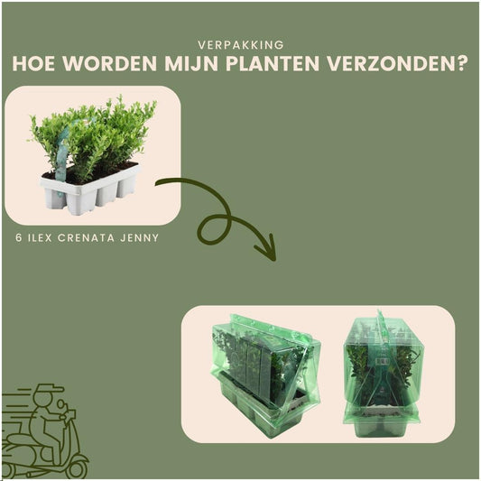 24x Ilex crenata 'Jenny' - 24 x Ø7 cm - pflanzfix24