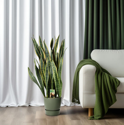 Sansevieria Laurentii P26 - Extra Dik - Ø27cm - ↕100cm - Pflanzfix24
