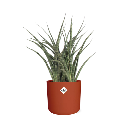 Sansevieria Fernwood Punk in ELHO b.for soft rond 14cm brique - Pflanzfix24