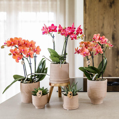 4er Set Phalaenopsis Bozen Orange – Combi Deal Ø9cm | Pflanzfix24.de - Pflanzfix24.de
