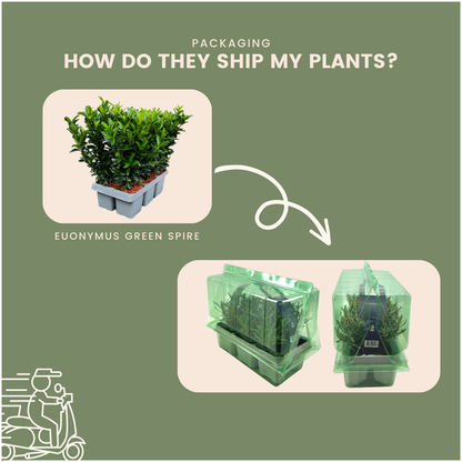 6 x Euonymus 'Green Spire' - 6 x Ø 7 cm - ↨ 15 cm - Pflanzfix24.de - Pflanzfix24.de