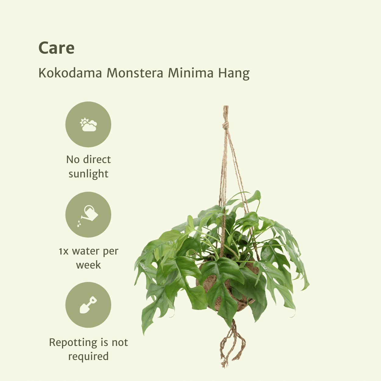 Monstera Minima Hängepflanze im Kokodama – 2er-Set | Pflanzfix24.de - Pflanzfix24.de