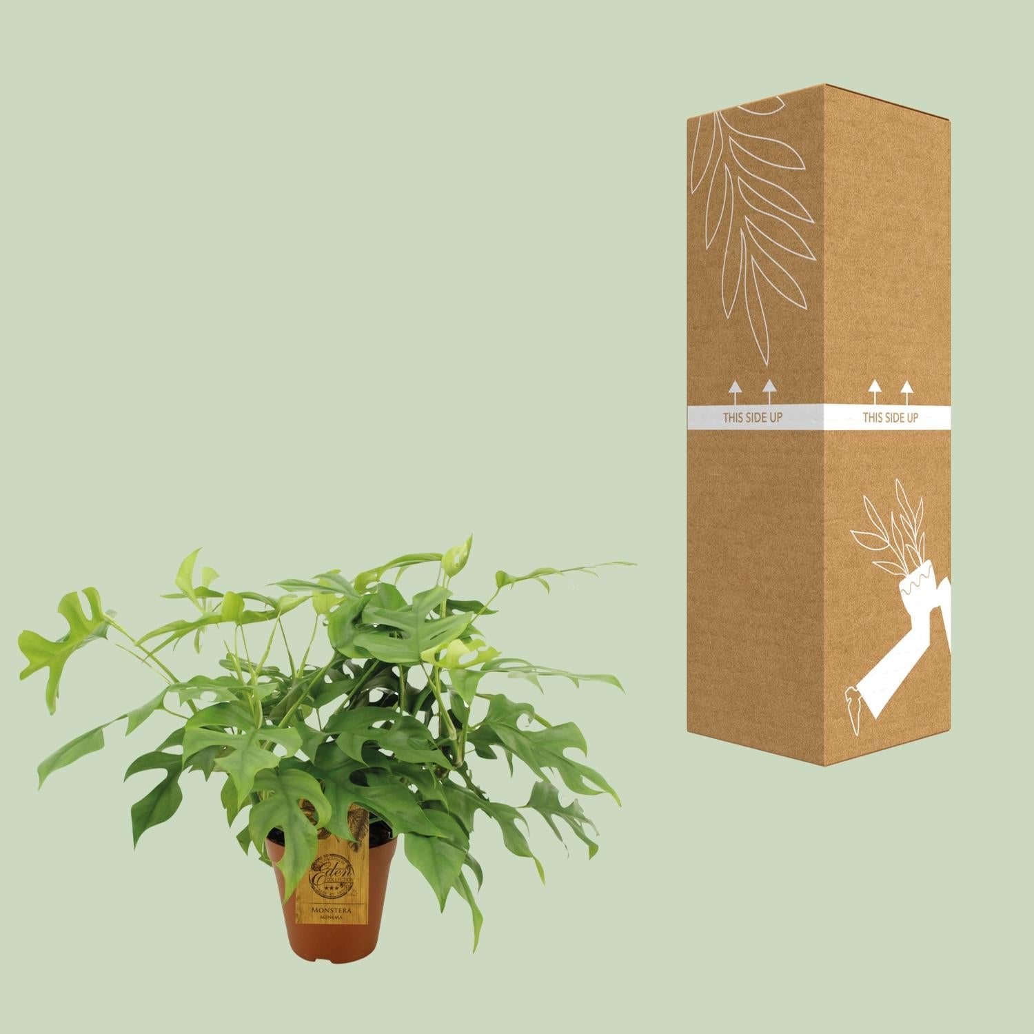 Monstera Minima Ø15cm – pflegeleichte Zimmerpflanze | Pflanzfix24.de - Pflanzfix24.de
