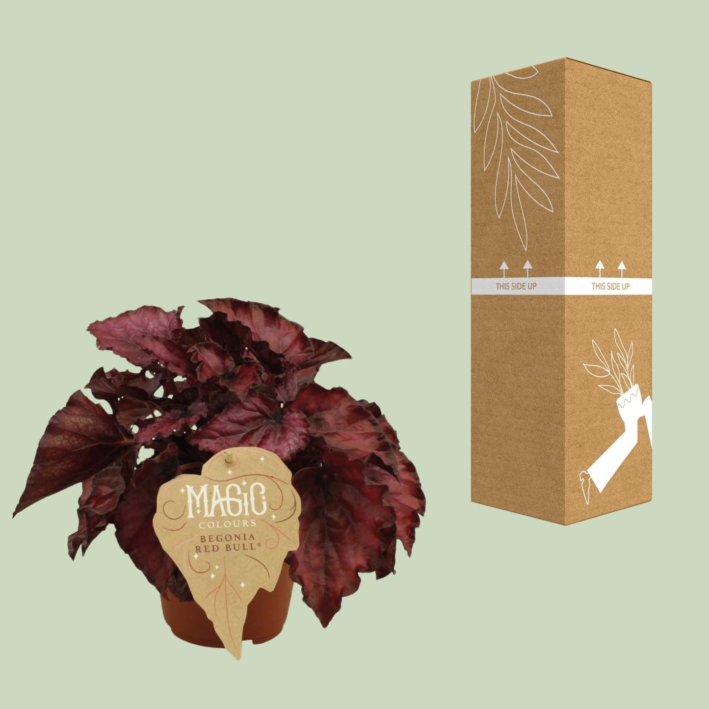 Begonia Rex Redbull - Ø12 ↕25 von Pflanzfix24
