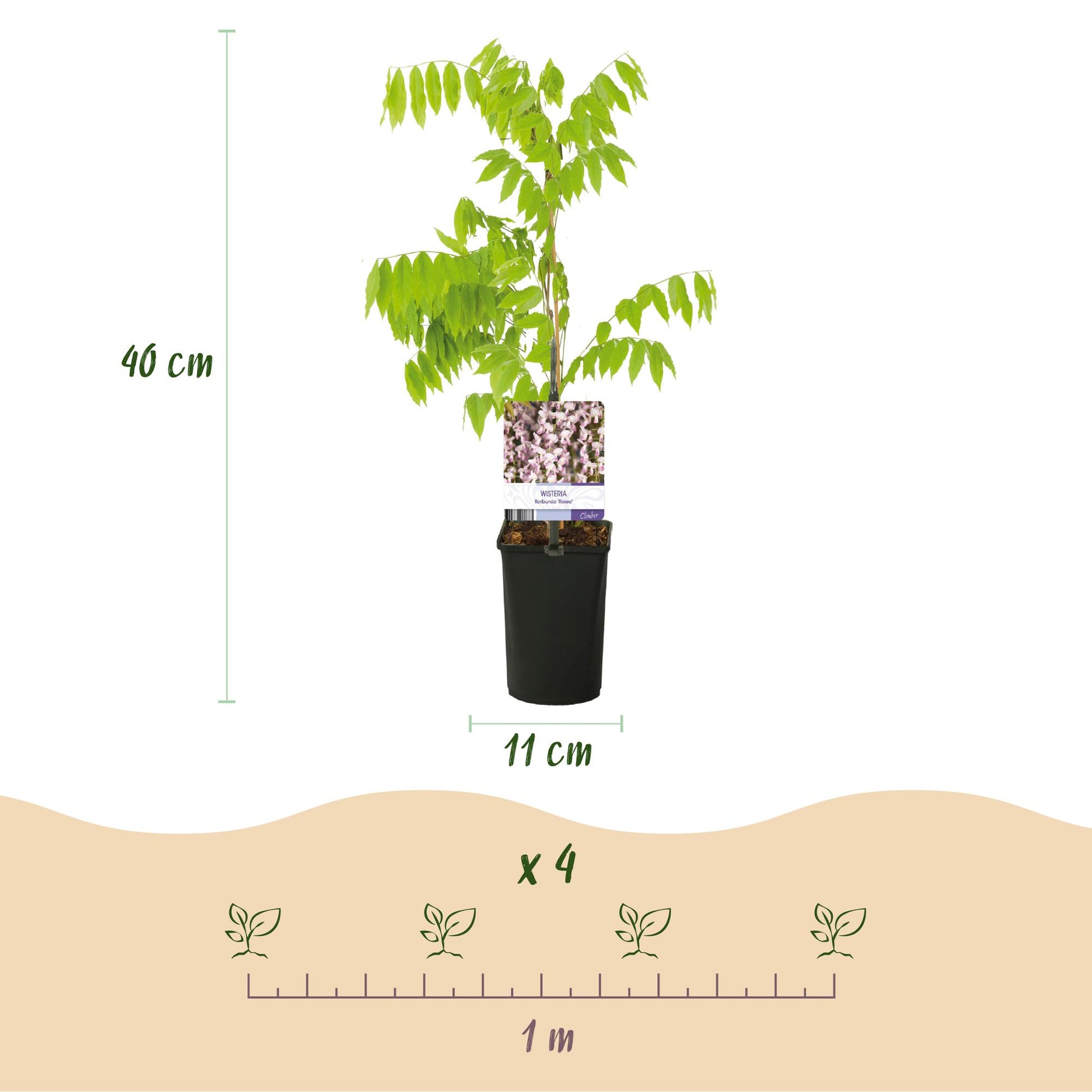 GreenboutiQ - Blauregen - Wisteria floribunda Rosea - 1 Pflanze - Topf 11cm - Pflanzfix24.de - Pflanzfix24.de