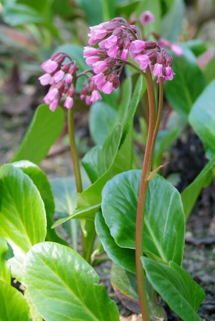 20x Bergenia cordifolia 'Herbstblüte' - Pflanzfix24
