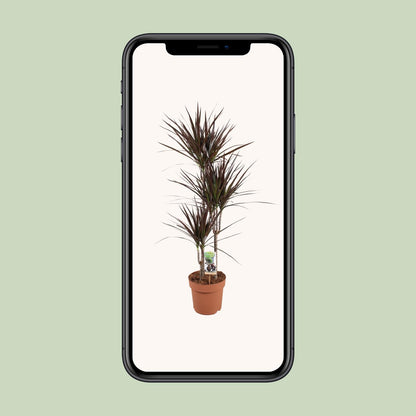 Dracaena Magenta - Ø21cm - pflanzfix24