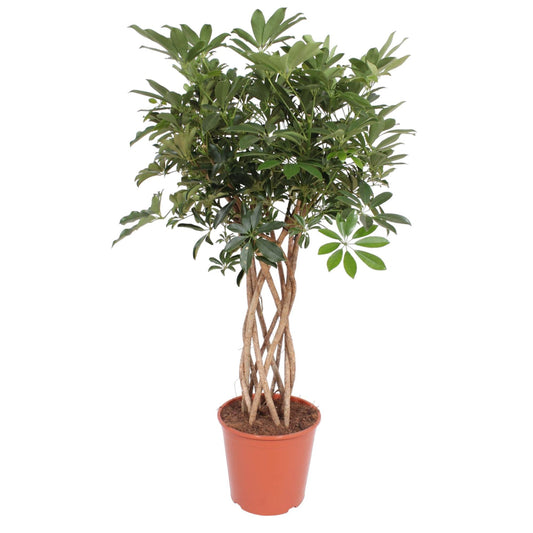 Schefflera Compacta geflochtener Stamm 130cm | Pflanzfix24.de - Pflanzfix24.de