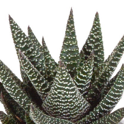 Gasteria/Haworthia-Mischung 8,5cm - 3x - in Terracotta-Topf | Pflanzfix24.de - Pflanzfix24.de