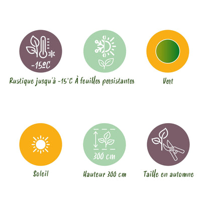 Musa Basjoo Bananenpflanze - 4er Set - pflanzfix24