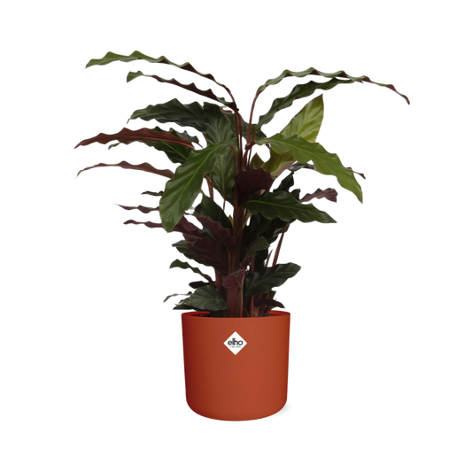 Calathea Rufibarba 'Tropistar' in ELHO b.for soft rond 14cm brique - Pflanzfix24