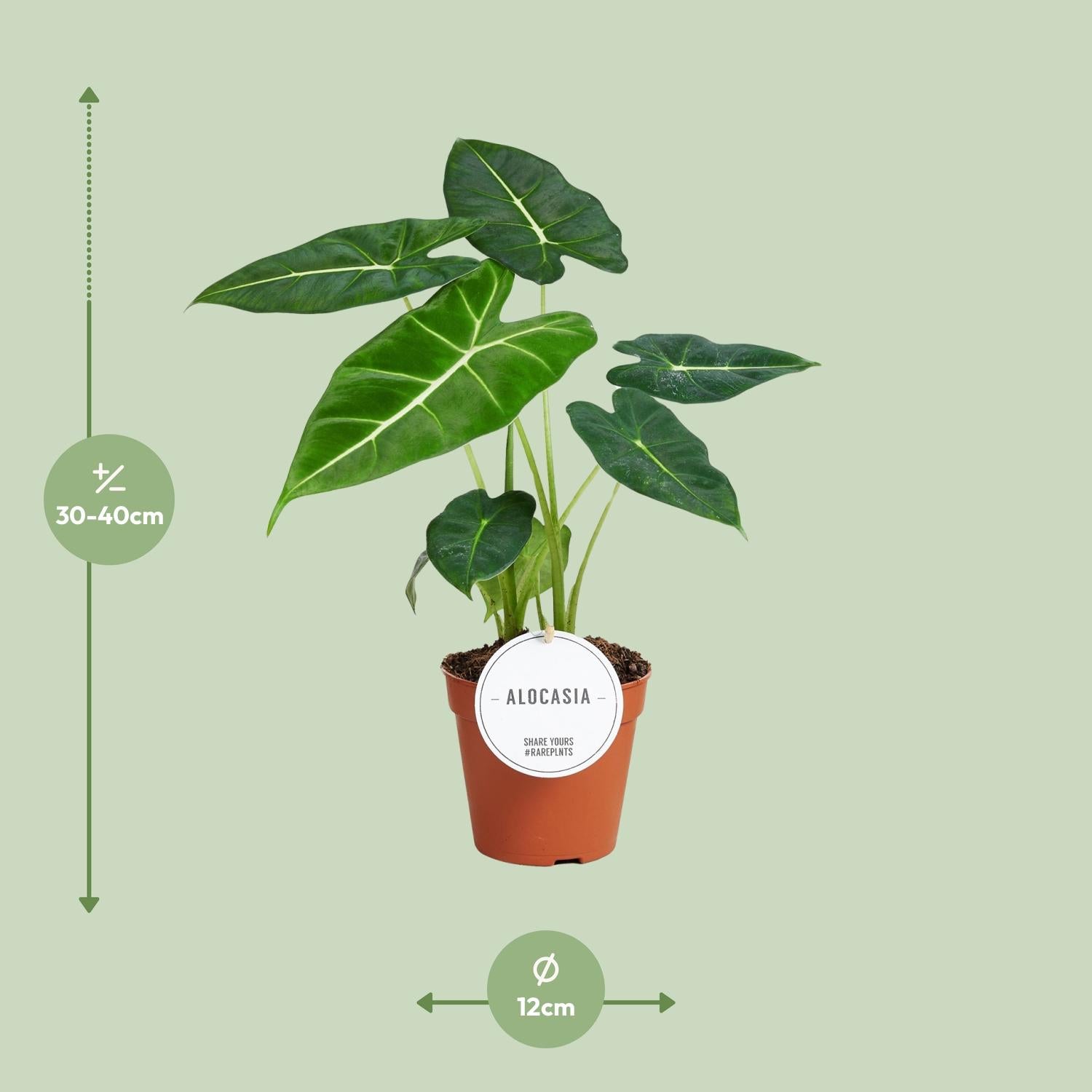 Alocasia Frydek - Zimmerpflanze im 12 cm Topf - Pflanzfix24.de - Pflanzfix24.de