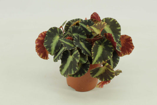Begonia Cleopatra - Ø10,5cm - ↕15cm - Pflanzfix24