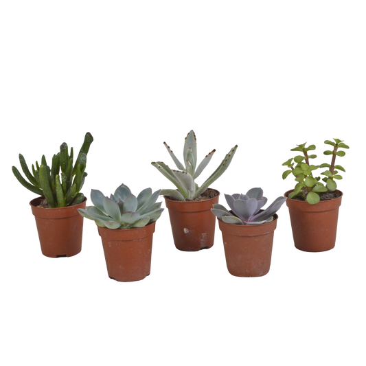 Vetplanten-Mischung 5x Sukkulenten 5,5 cm | Pflanzfix24.de - Pflanzfix24.de