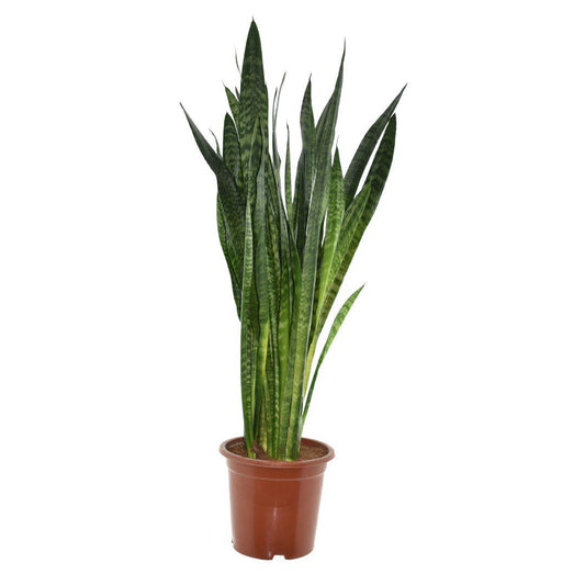 Sansevieria Zeylanica - Ø27cm - ↕120cm bei Pflanzfix24