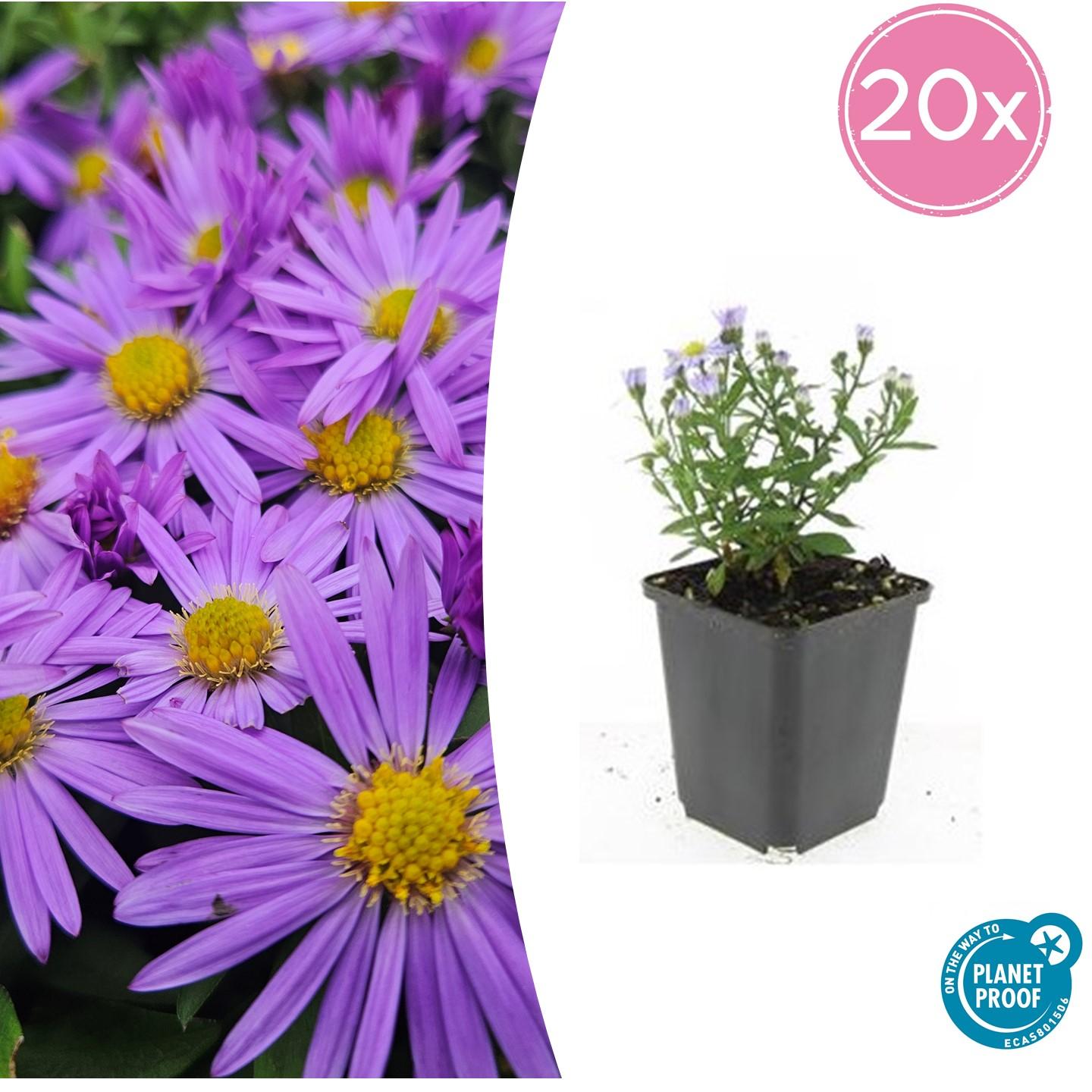 "20x Premium Herbstaster 'Prof. Anton Kippenberg' von Pflanzfix24.de - ↕10-25cm - Ø9cm" - Pflanzfix24.de