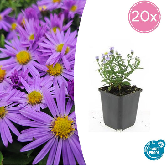 "20x Premium Herbstaster 'Prof. Anton Kippenberg' von Pflanzfix24.de - ↕10-25cm - Ø9cm" - Pflanzfix24.de