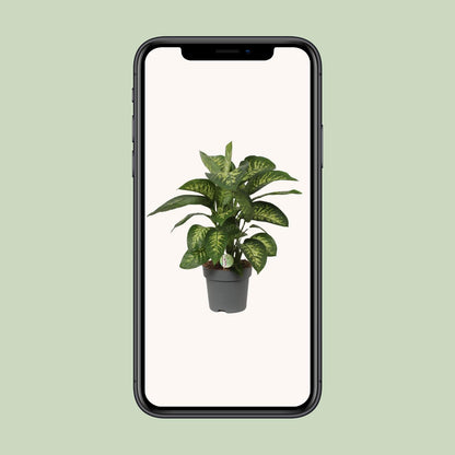 Dieffenbachia Reeva - Ø24cm - ↕75cm - Pflanzfix24