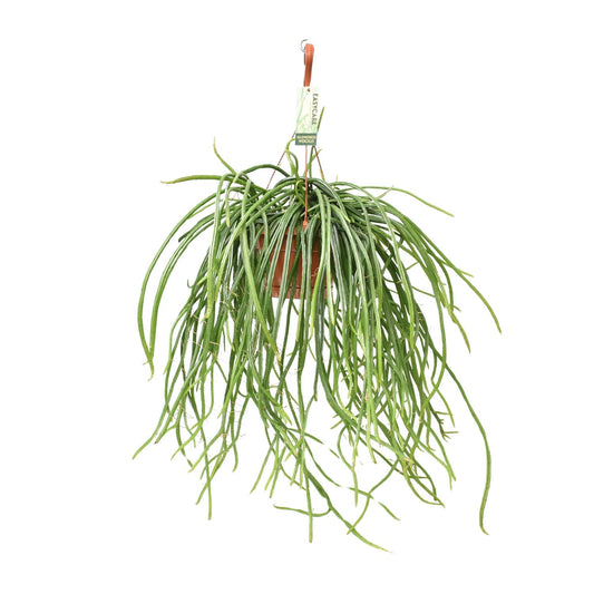 Selenisereus Werckleii - Ø17cm - ↕55cm - Pflanzfix24