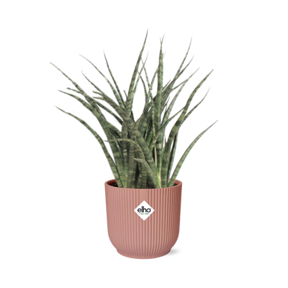 Sansevieria Fernwood Punk in ELHO Vibes Fold 14cm roze - Pflanzfix24