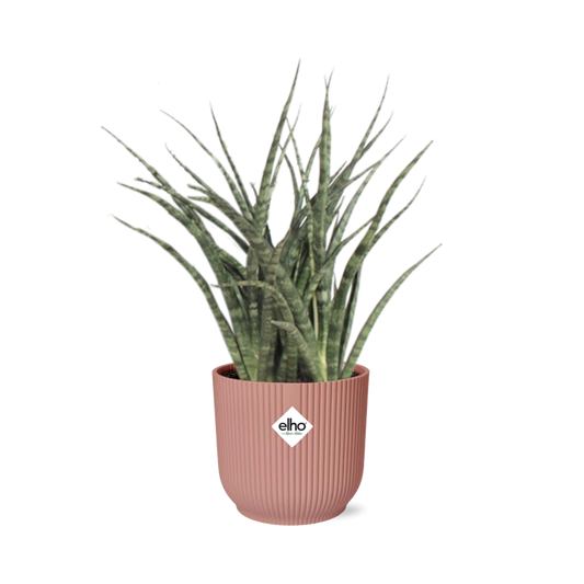 Sansevieria Fernwood Punk in ELHO Vibes Fold 14cm roze - Pflanzfix24