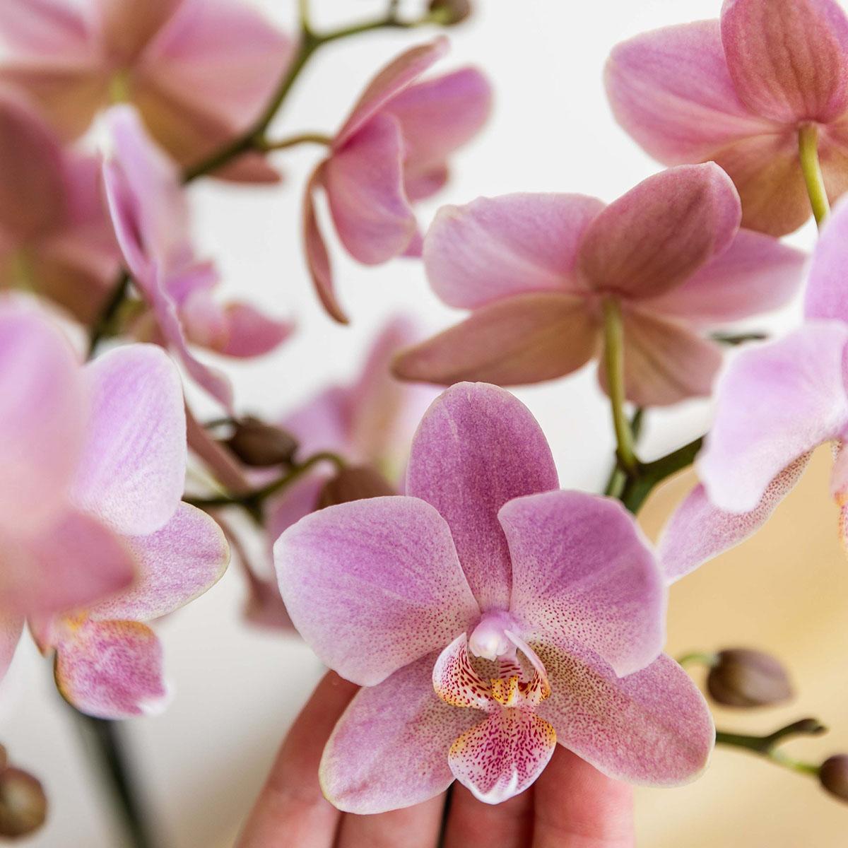 Phalaenopsis Orchidee Jewel Treviso Altrosa Ø12cm – 4 Zweige | Pflanzfix24.de - Pflanzfix24.de