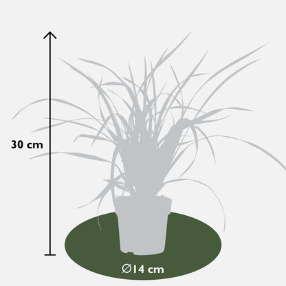 3x Carex morrowii 'Irish Green' - ↨30cm - Ø14 - Pflanzfix24