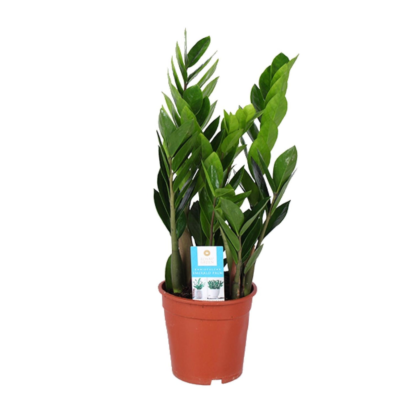 Zamioculcas Zamiifolia Ø17cm – Luftreinigend & Pflegeleicht | Pflanzfix24