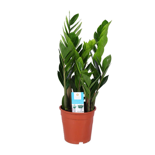 Zamioculcas Zamiifolia Ø17cm – Luftreinigend & Pflegeleicht | Pflanzfix24