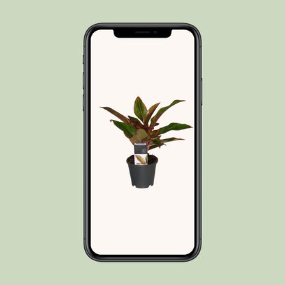 Aglaonema Crete - Ø12cm - Pflanzfix24