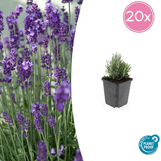 20x Lavandula ang. 'Dwarf Blue' - Pflanzfix24.de - Pflanzfix24.de