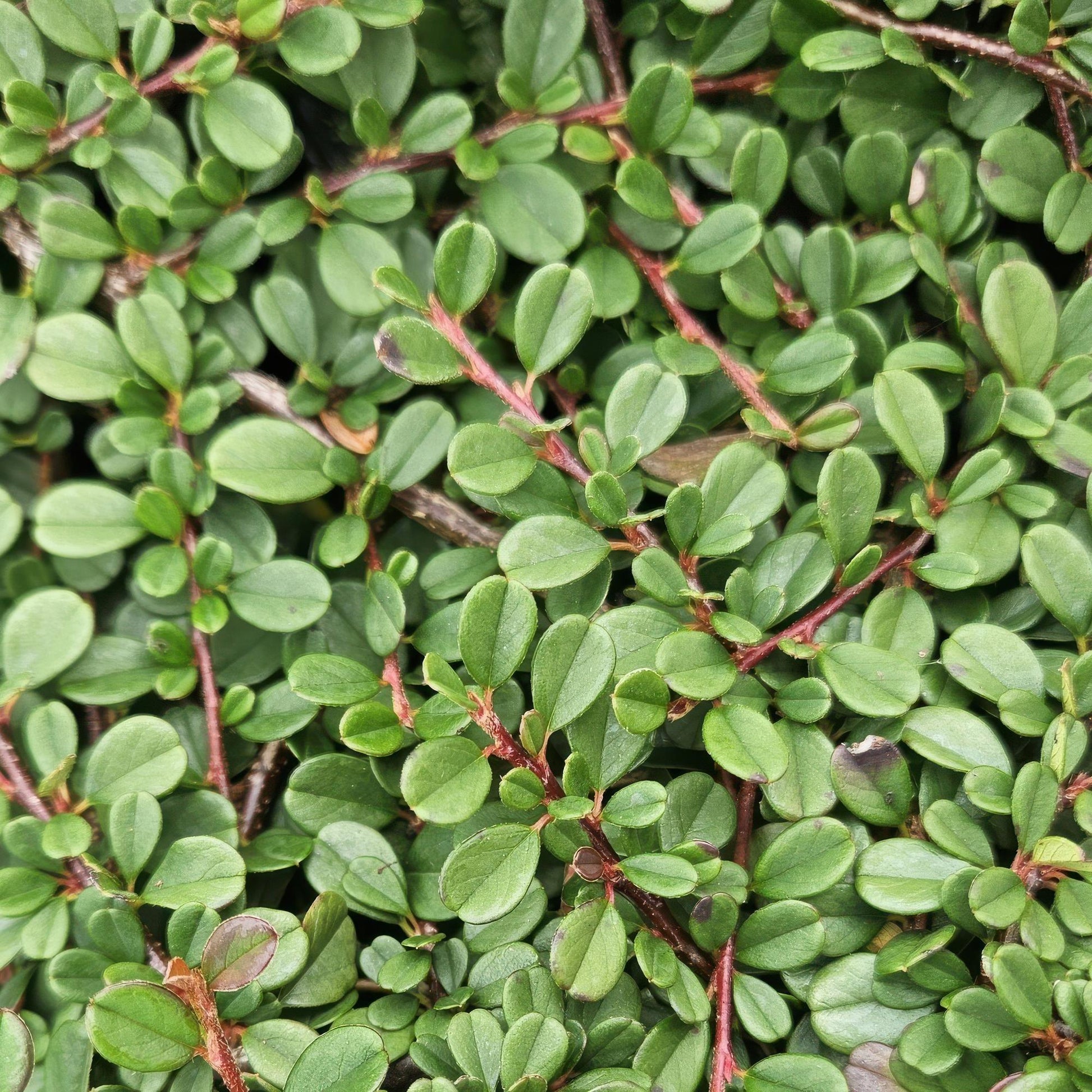 20x Cotoneaster prostratus 'Streib's Findling' Bodendecker | Pflanzfix24.de - Pflanzfix24.de