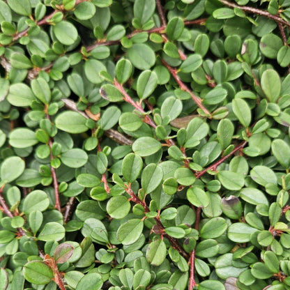 20x Cotoneaster prostratus 'Streib's Findling' Bodendecker | Pflanzfix24.de - Pflanzfix24.de