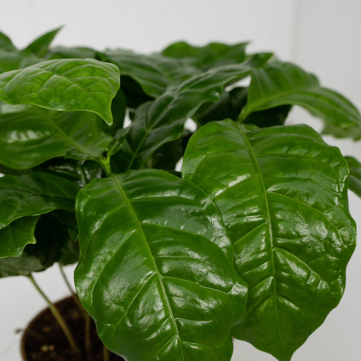 Coffea Arabica (Kaffeepflanze) - 2 Stücke - Pflanzfix24.de - Pflanzfix24.de
