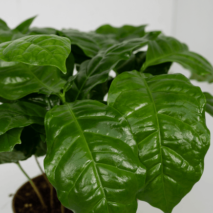 Coffea Arabica (Kaffeepflanze) - 2 Stücke - Pflanzfix24.de - Pflanzfix24.de