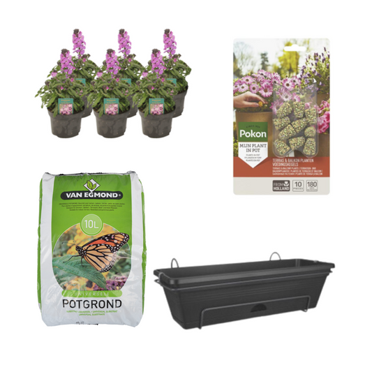 Balkonbak Zwart DIY-set - Erysimum Linifolium 'Bowles Mauve' - Pflanzfix24